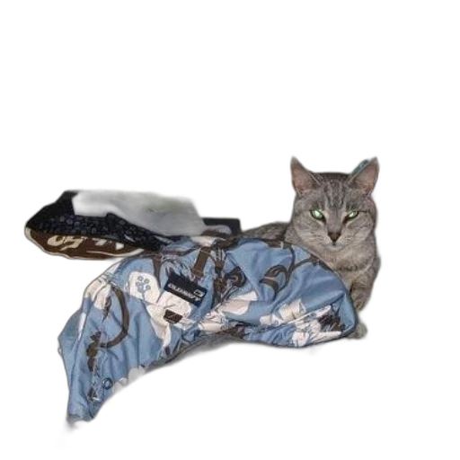 shoes, animal, weapon, staff transparent PNG cut-out