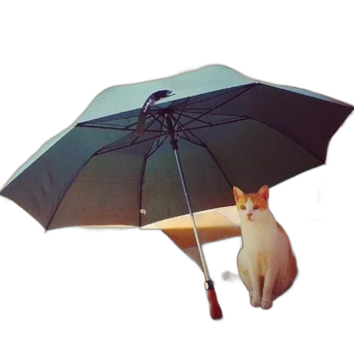 umbrella, animal, staff, hat transparent PNG cut-out