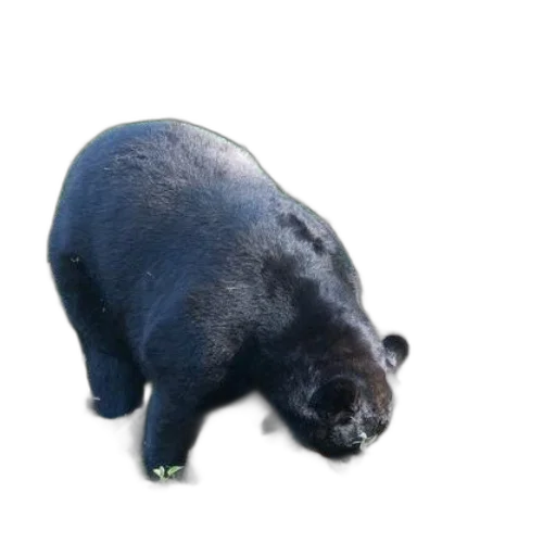 animal, creature, food, staff transparent PNG cut-out