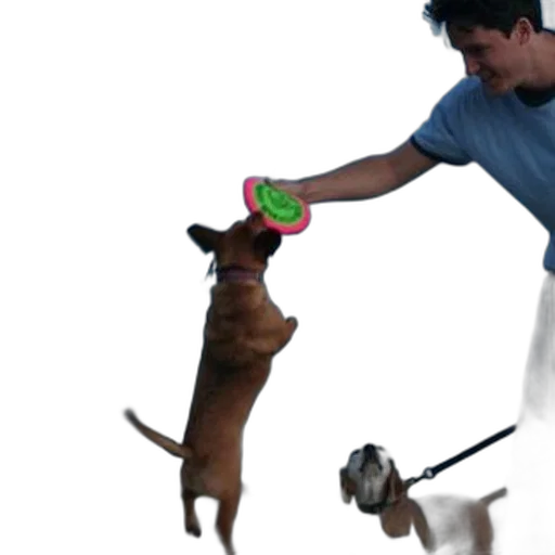 staff, man, plays, frisbee transparent PNG cut-out