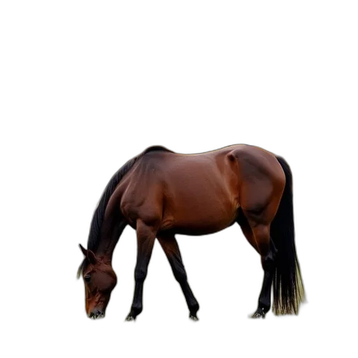 animal, hair, creature, staff transparent PNG cut-out