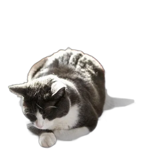 animal, creature, hat, staff transparent PNG cut-out