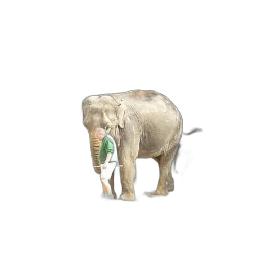 animal, creature, staff, weapon transparent PNG cut-out
