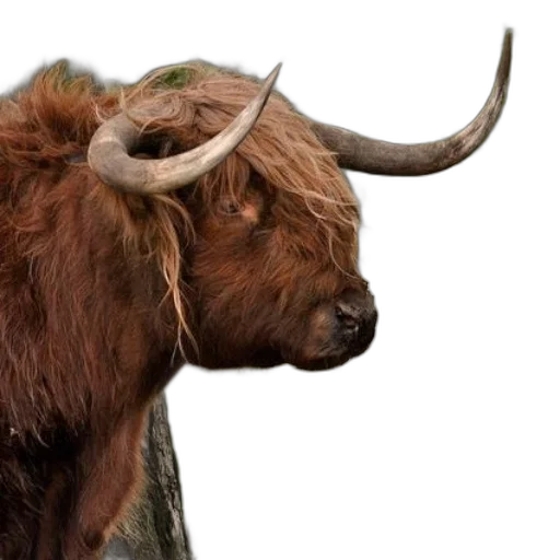 animal, photorealistic, majestic, highland transparent PNG cut-out