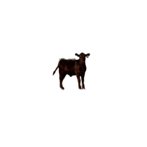 animal, creature, staff, food transparent PNG cut-out