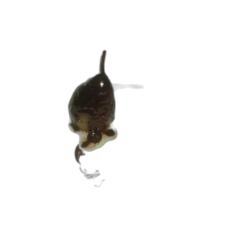 staff, animal, hair, hat transparent PNG cut-out