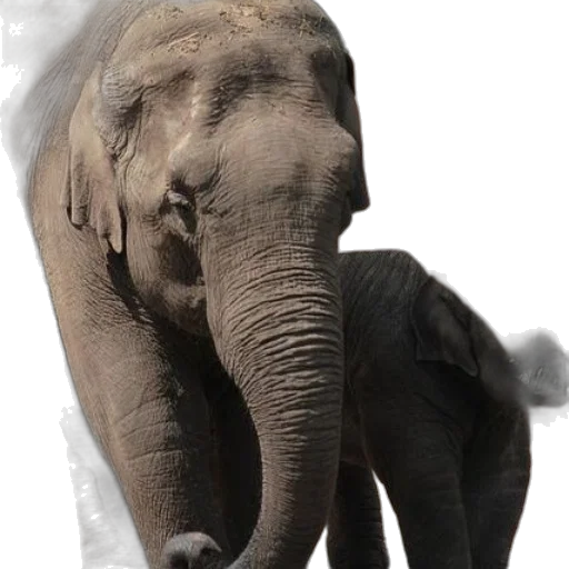 animal, creature, staff, face transparent PNG cut-out