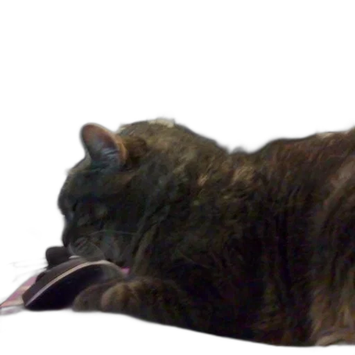 animal, creature, staff, hair transparent PNG cut-out