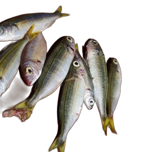 food, animal, group, fish transparent PNG cut-out