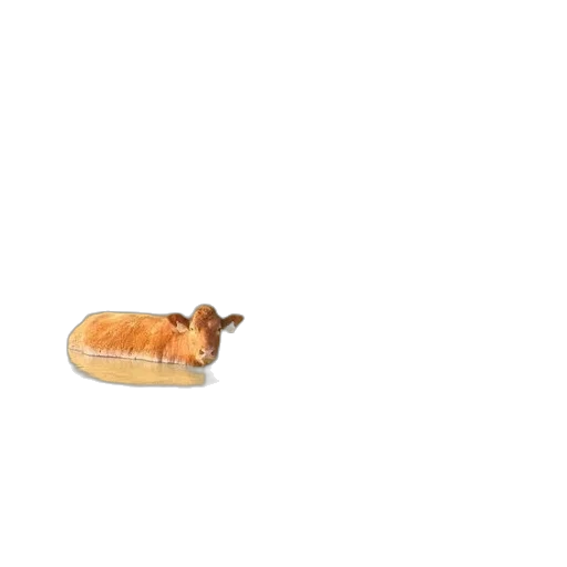 food, animal, shoes, weapon transparent PNG cut-out