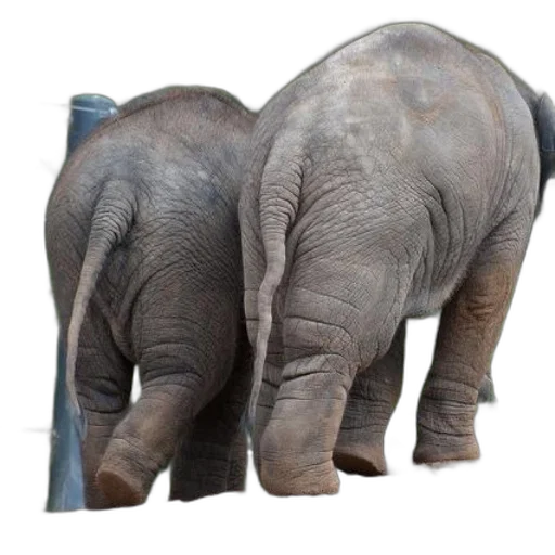animal, creature, furniture, shoes transparent PNG cut-out