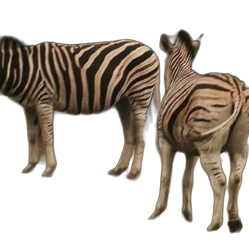 animal, creature, furniture, 3d render transparent PNG cut-out