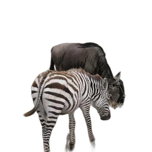 animal, creature, hat, furniture transparent PNG cut-out