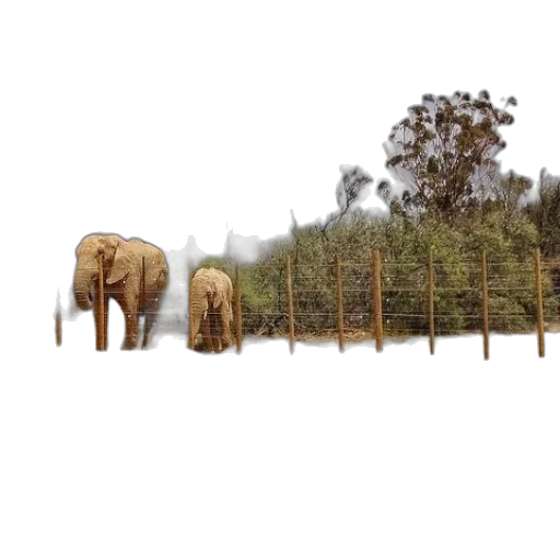 animal, tree, staff, furniture transparent PNG cut-out