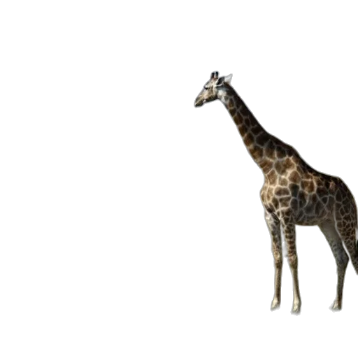 animal, creature, staff, weapon transparent PNG cut-out