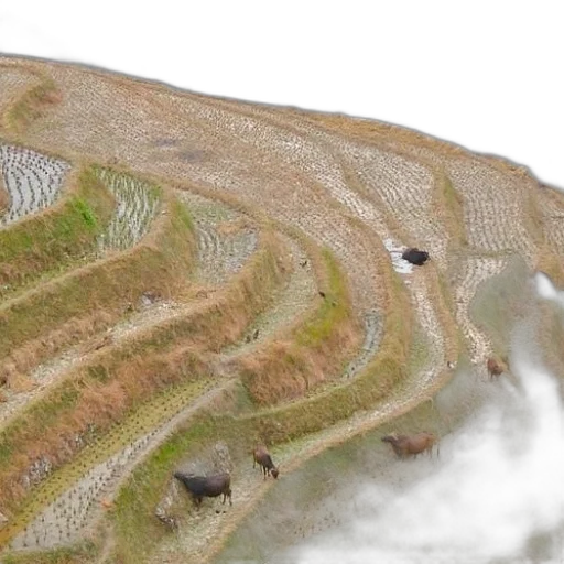 fog, terraced, hillside, cows transparent PNG cut-out