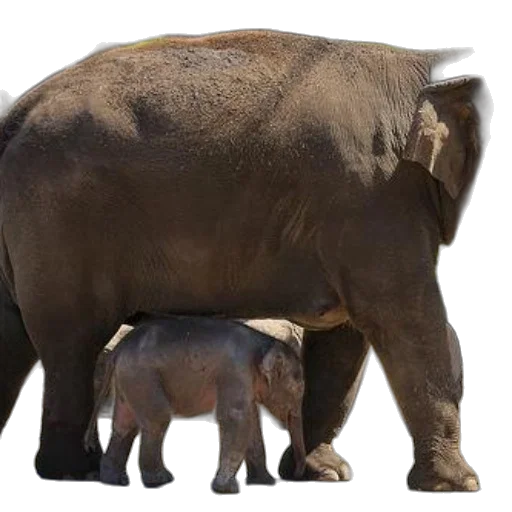 animal, creature, umbrella, photorealistic transparent PNG cut-out