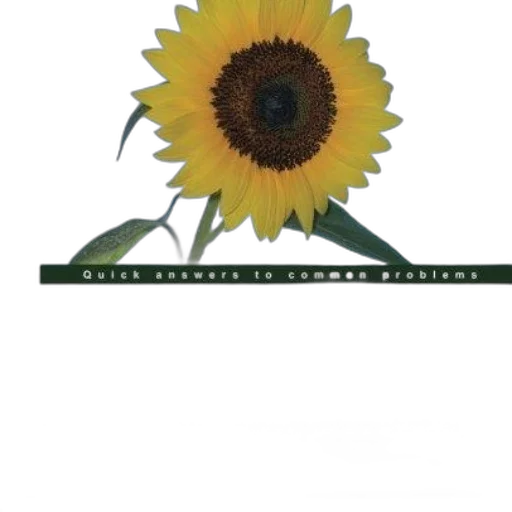 flower, staff, crown, umbrella transparent PNG cut-out
