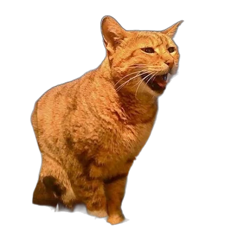 animal, creature, face, staff transparent PNG cut-out