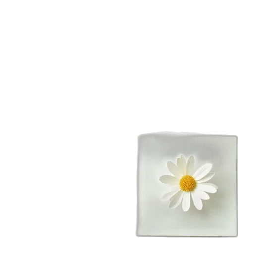 flower, jewelry, crown, food transparent PNG cut-out