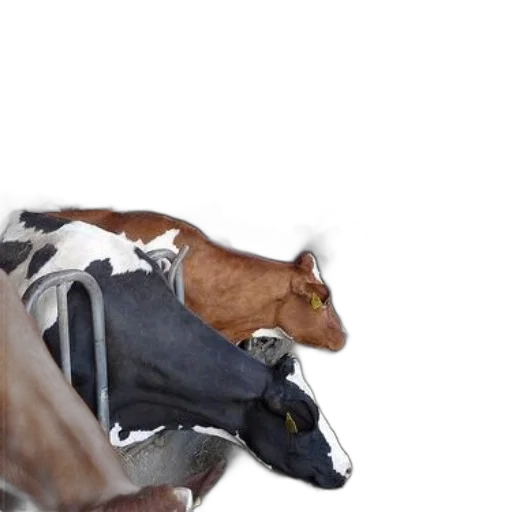 animal, jacket, creature, mask transparent PNG cut-out
