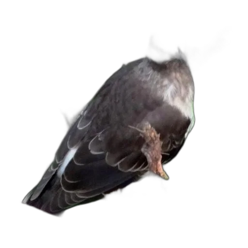 animal, creature, weapon, hat transparent PNG cut-out