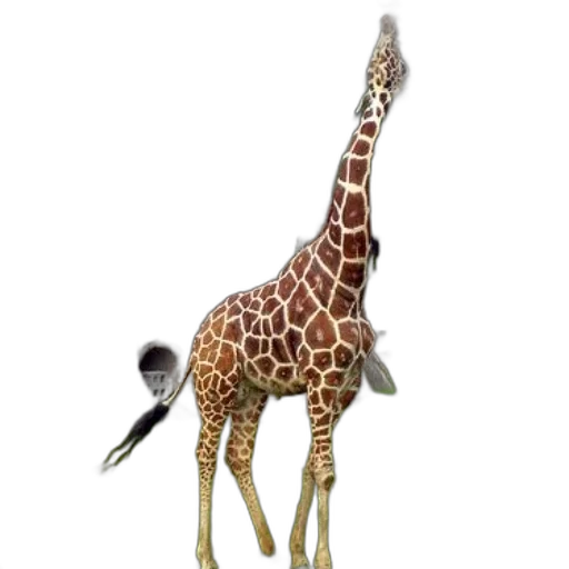 animal, creature, staff, hat transparent PNG cut-out