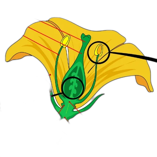 umbrella, hair, crown, jewelry transparent PNG cut-out
