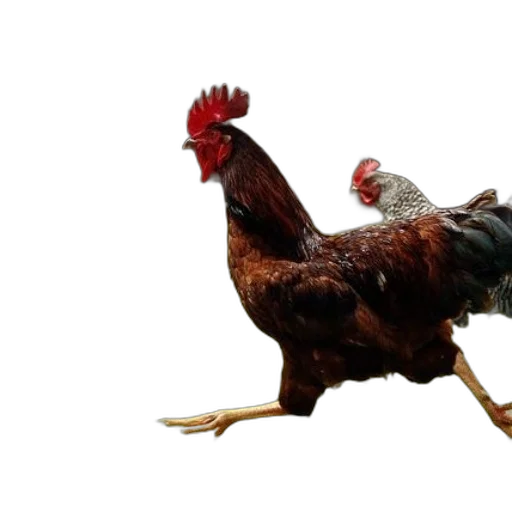 animal, food, creature, weapon transparent PNG cut-out