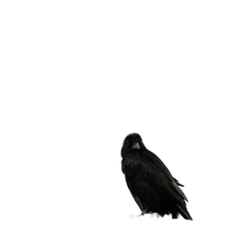 animal, creature, staff, face transparent PNG cut-out
