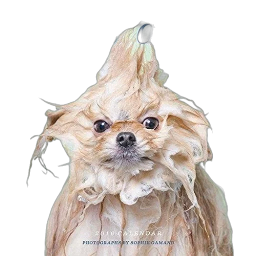hair, creature, animal, hat transparent PNG cut-out