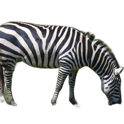 animal, creature, jewelry, furniture transparent PNG cut-out