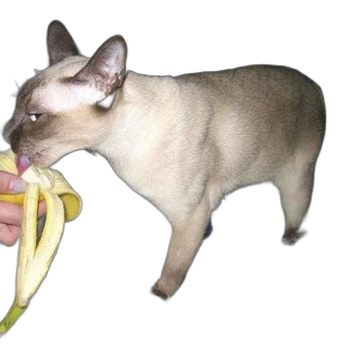 animal, food, weapon, creature transparent PNG cut-out