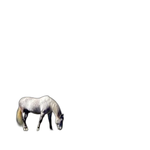 animal, creature, hair, furniture transparent PNG cut-out