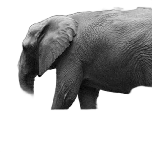 animal, creature, staff, hat transparent PNG cut-out