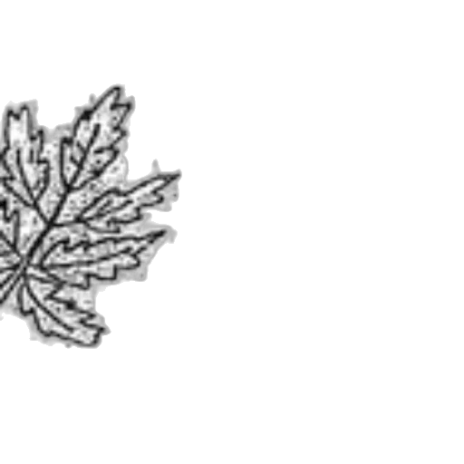 crown, flower, jewelry, tree transparent PNG cut-out