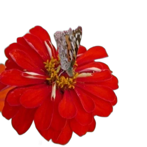flower, crown, jewelry, staff transparent PNG cut-out