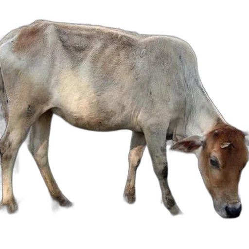 animal, creature, food, weapon transparent PNG cut-out