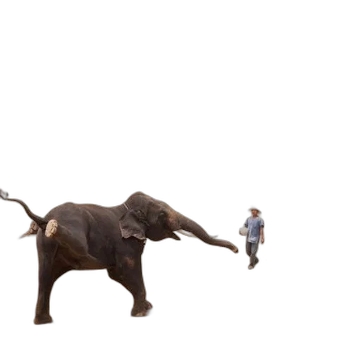 animal, creature, staff, umbrella transparent PNG cut-out