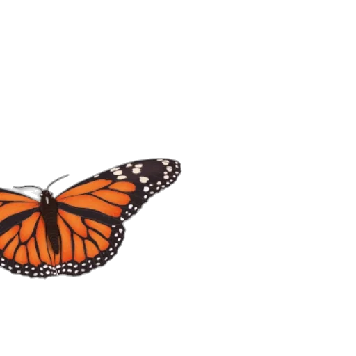 animal, crown, creature, flower transparent PNG cut-out