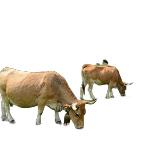 animal, creature, food, jewelry transparent PNG cut-out
