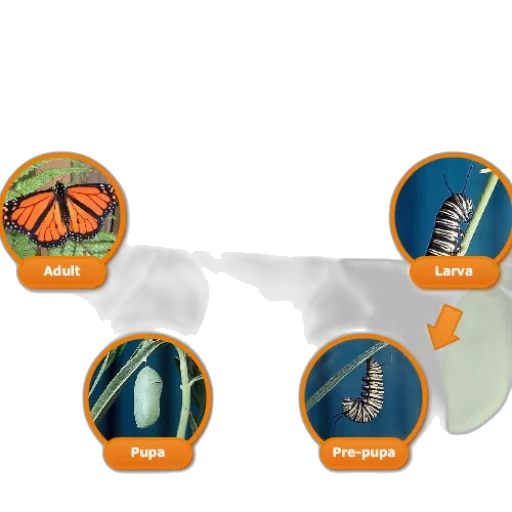colorful, diagram, illustrating, life transparent PNG cut-out