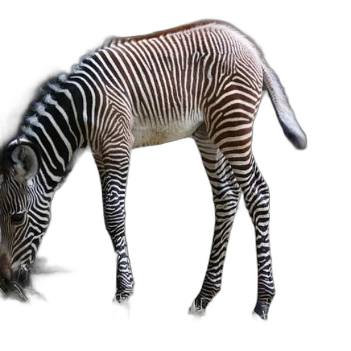 animal, creature, staff, hair transparent PNG cut-out