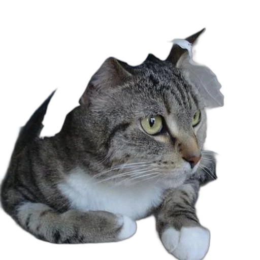 hat, dragon, crown, creature transparent PNG cut-out