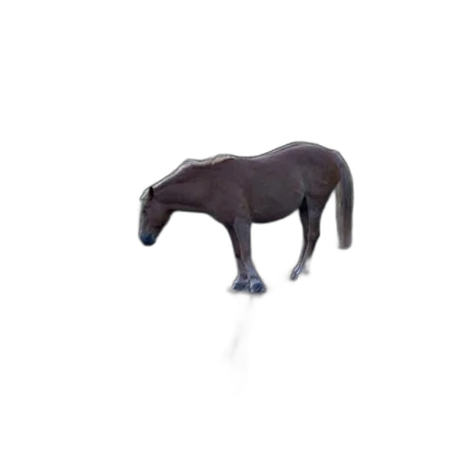 animal, creature, furniture, jewelry transparent PNG cut-out