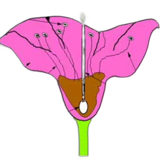 flower, umbrella, staff, weapon transparent PNG cut-out