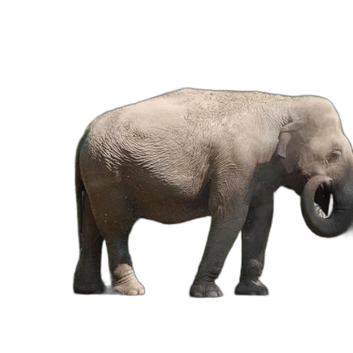 animal, creature, weapon, food transparent PNG cut-out