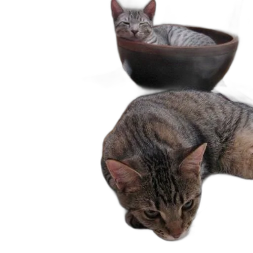 3d render, photorealistic, two, cats transparent PNG cut-out
