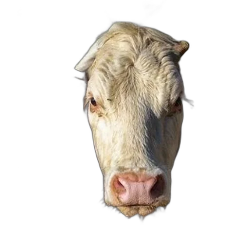 animal, face, mask, creature transparent PNG cut-out