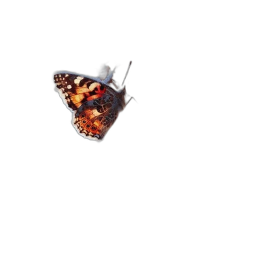 animal, creature, crown, umbrella transparent PNG cut-out